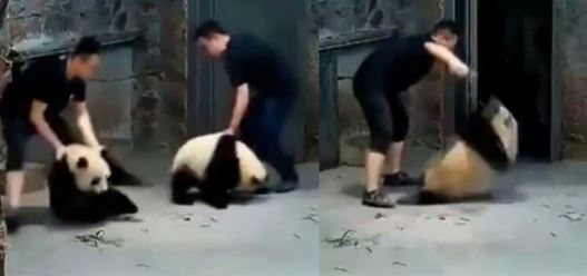 大熊貓在中國的惡夢