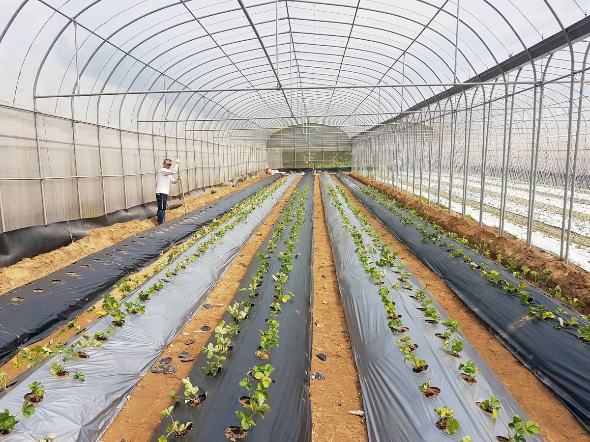 塑膠滲入農田、食物和人體