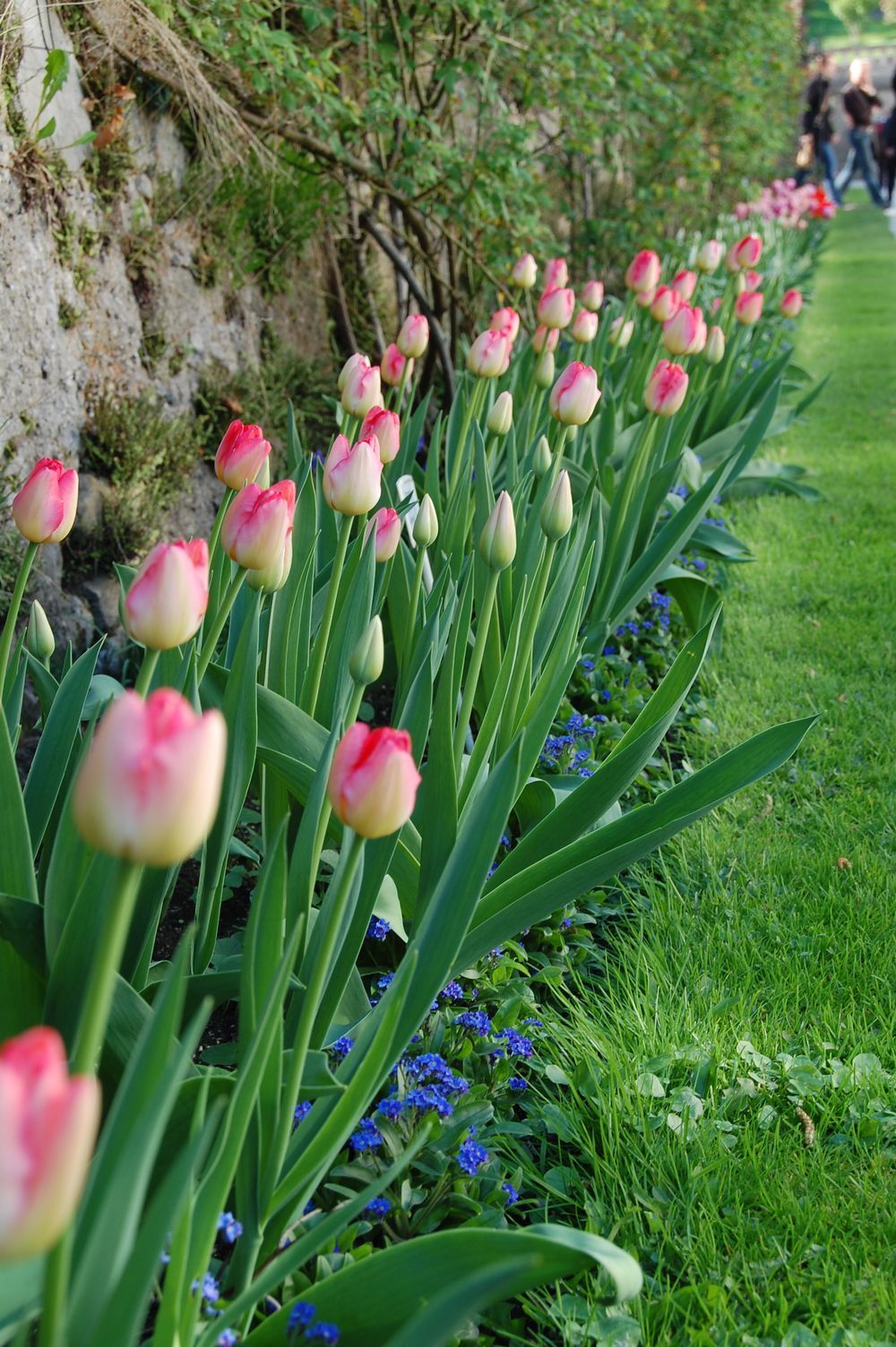 阿尔卑斯山脚下的春天 ( 三)