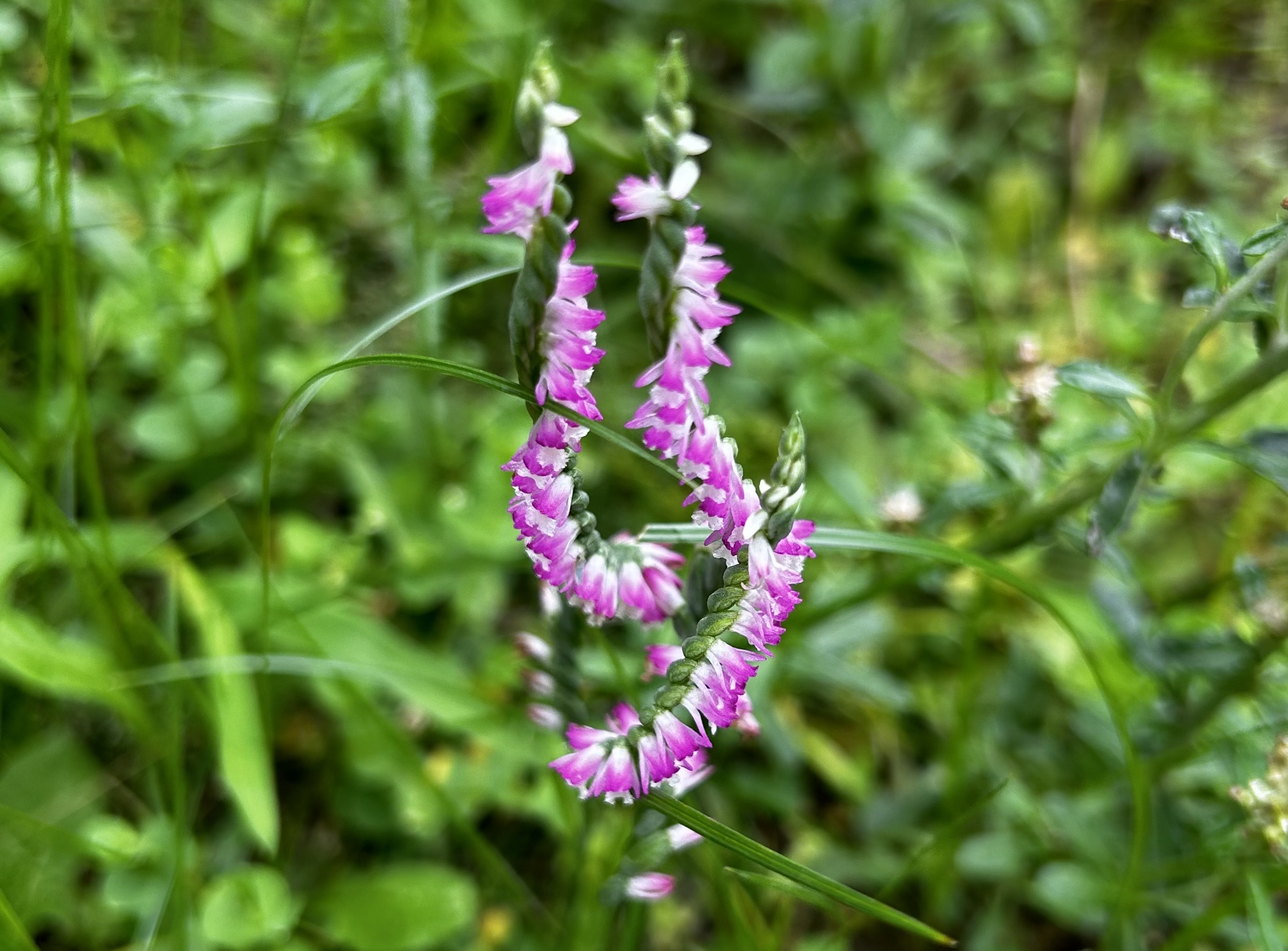 【生活随语】双龙盘天：一段偶遇的美丽