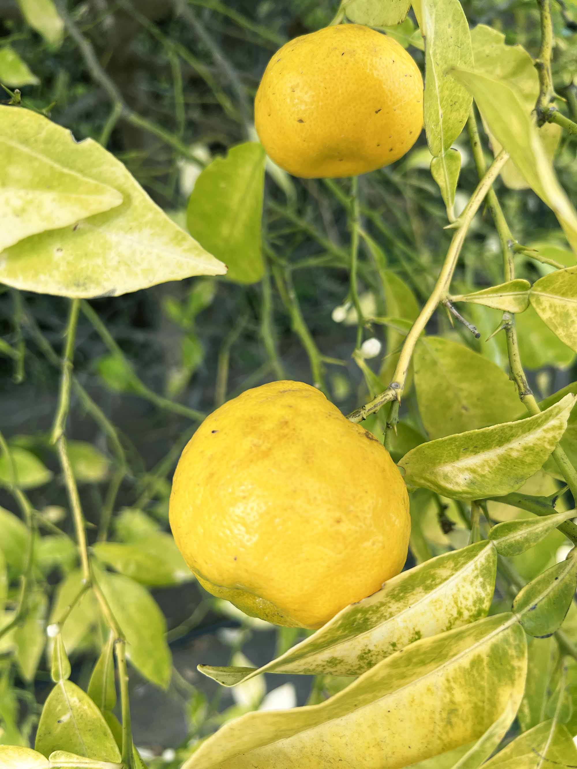 原來廚房裡的這10種東西也能拿來泡澡