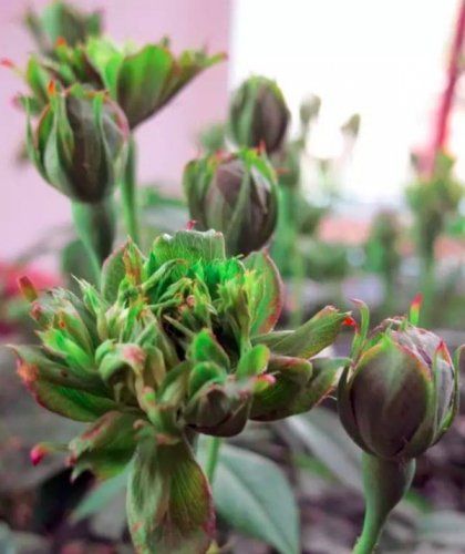 十種傳說中的花原來長這樣！(組圖)