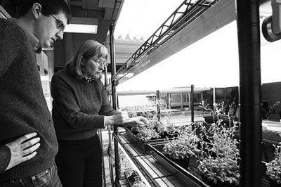 神奇！新型植物反恐武器(圖)