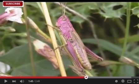 英國罕見粉紅色蚱蜢 如迪士尼卡通人物