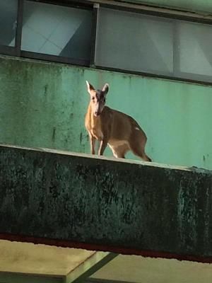 核四7/1封存 廠區野狗猖獗山羌漫步