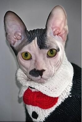 髮線鬍子都像！「希特勒貓」脾氣也超大（組圖）