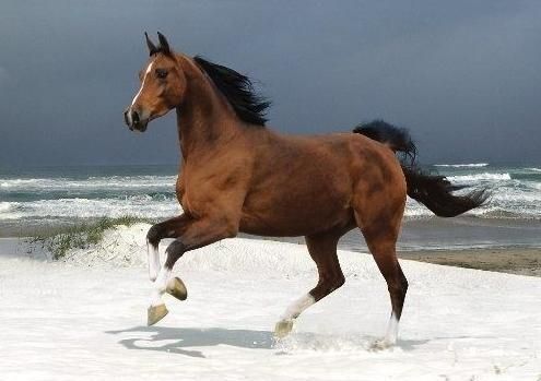 劉基〈千里馬〉:人才論之寓言(組圖)