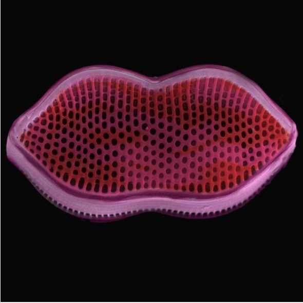 奇妙！電子顯微鏡下的遠古細胞(組圖)