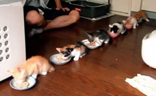 超級可愛的動物