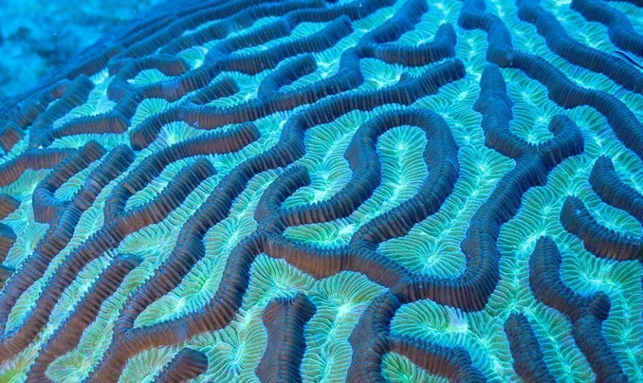 探索加勒比海海床：珊瑚成群 海魚遨遊