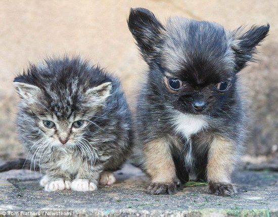 這隻小狗 誤以為自己是只貓