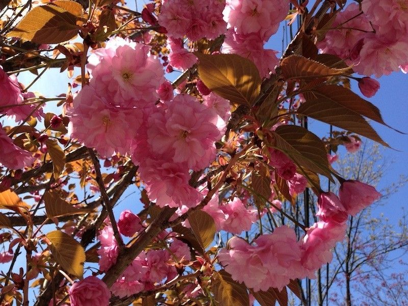 2015國際事件快訊（組圖）