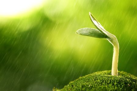 谷雨时节（组图）