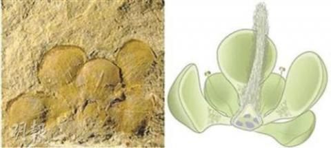 绽放在辽宁的世界上最早花朵（图）