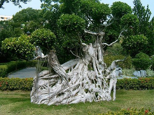 “相思树”的传说 (图）