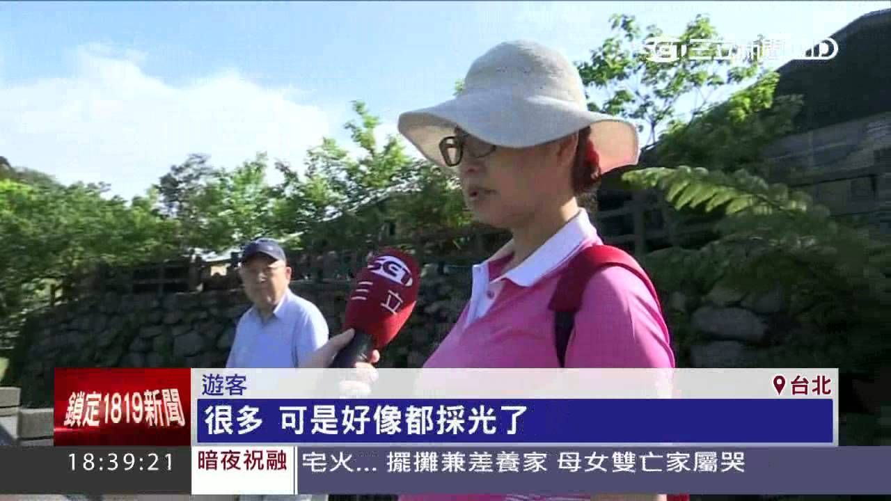 人潮如蝗蟲過境！　竹子湖海芋採光光