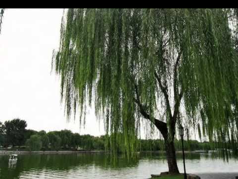 小河淌水 *洞箫演奏*✿