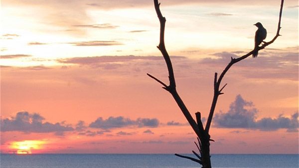 周永康眼泪的“琥珀”（ 图 )