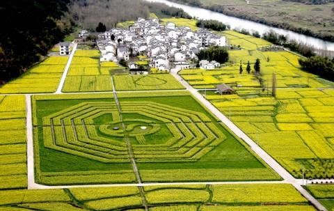 安徽油菜花田惊现太极八卦图（图）