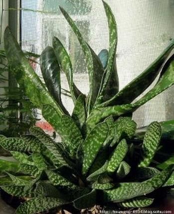 植物有五大情感功能!（组图）