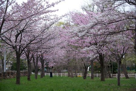春游好去处（组图）