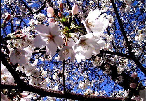 “杏花”诗(图)