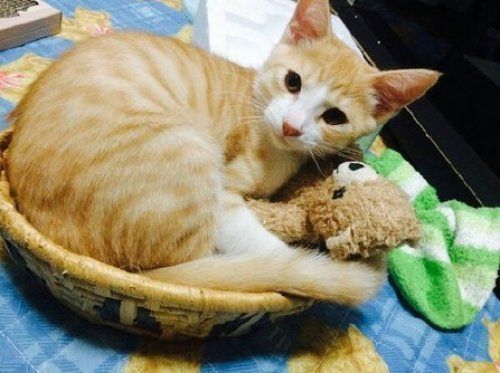 萌照：拥你入眠(组图)