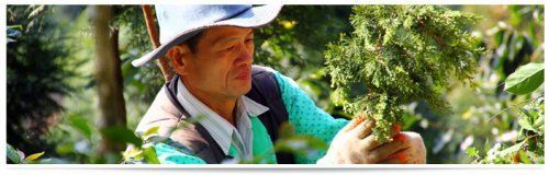 与树千年之约的赖桑(组图)