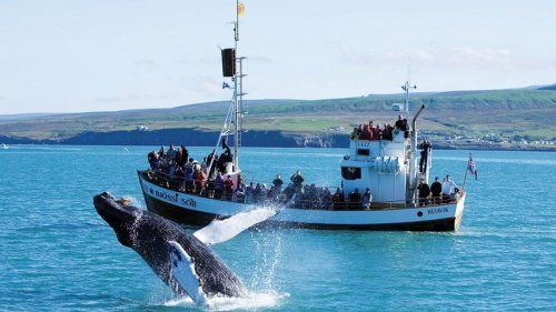 冰岛放弃加入欧盟(图)