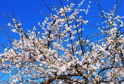 对联故事精选(图)