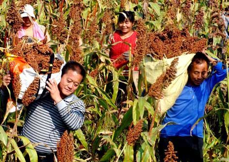 中國以高梁餵食牲畜  高梁國際價猛漲（圖）