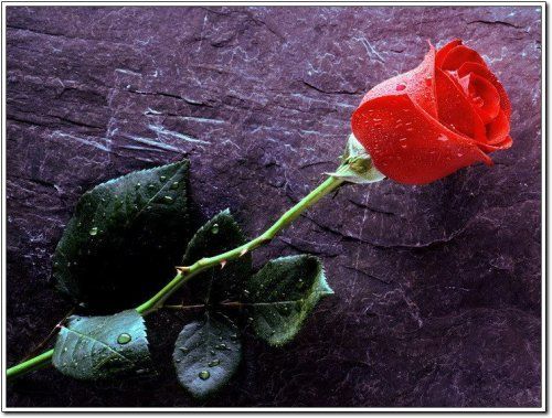 情人节送上温馨浪漫（组图）