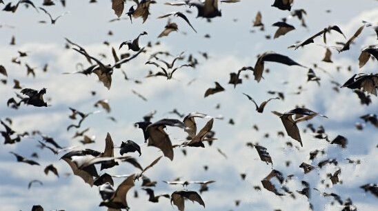 唐山大地震前怪事频出！（组图）