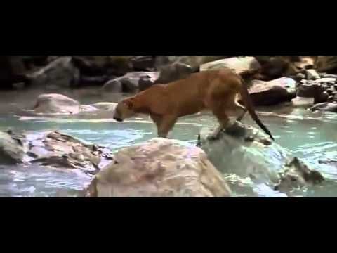 小熊豹口逃生 千钧一发(视频)