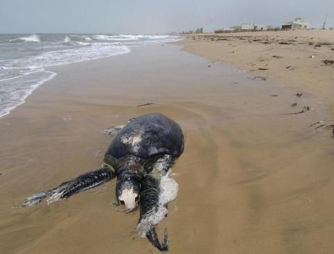 墨西哥沿岸150只海龟集体死亡 死因成谜(图)