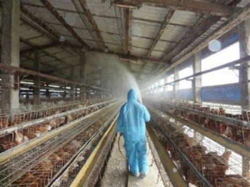 台湾禽流感疫情严峻 11县市沦陷(图)