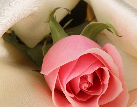 玫瑰花茶的功效與作用 玫瑰花的種植方法