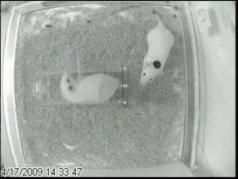 同理心是生物都具備的天性