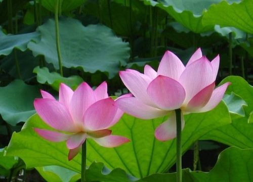 张三丰谈“相卜算卦”(图)