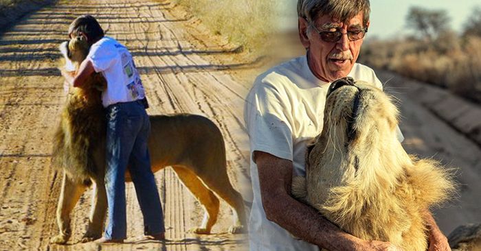 非洲老人與獅子的故事