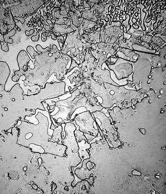 形态各异的眼泪（组图）