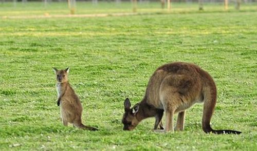 移民澳洲 幸福晚年不是梦！(组图)