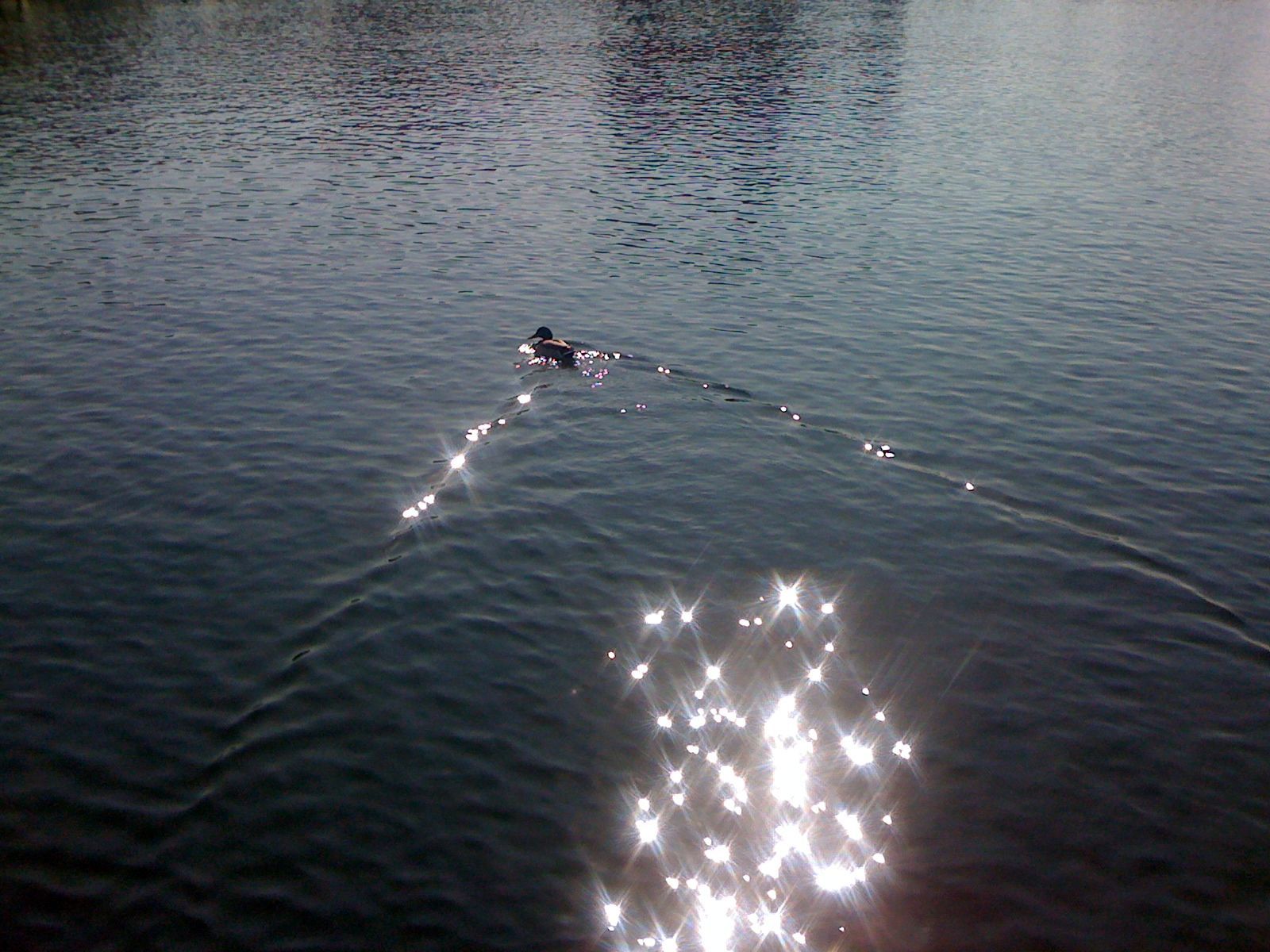 蘇黎世湖畔(組圖)