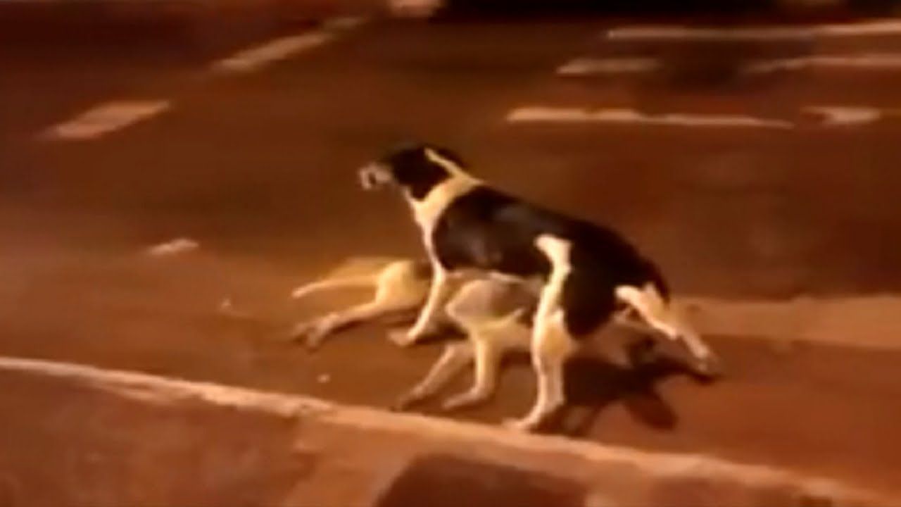 万物有灵 救同伴的狗（视频）