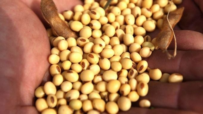 中國打擊美大豆失策 歐洲神秘買家大筆買進