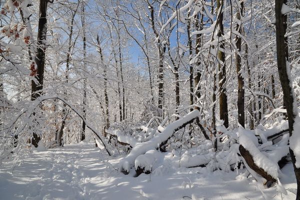 雪压枝头 (图）