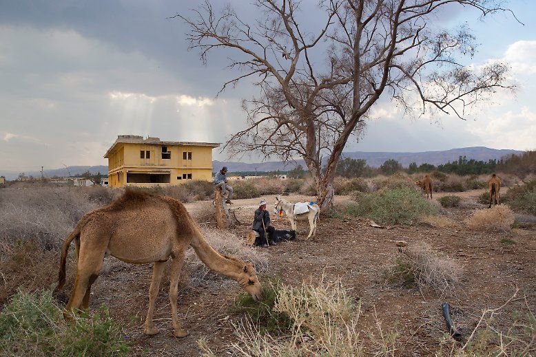 用駱駝換取皮卡：像祖先一樣生活的貝都因人