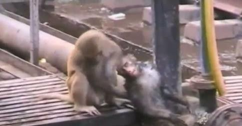 靈猴救伴風靡網絡世界