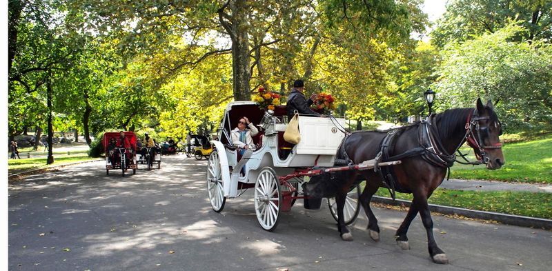 聖誕節再次來臨 紐約中央公園老馬車是否依舊
