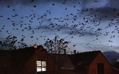 5万余只乌鸦“入侵”美国俄亥俄州小镇(图)